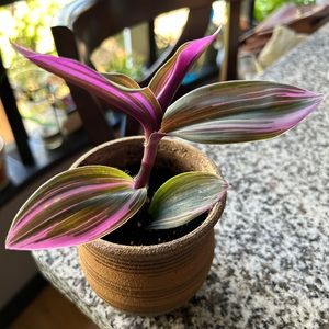 Variegated Nanouk plant rooted